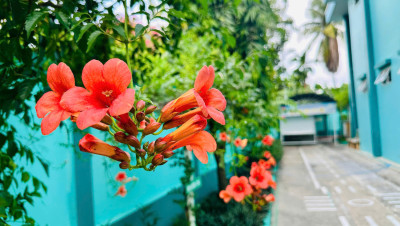 🌸🌿 MÙA XUÂN XANH TẠI TRƯỜNG TUỔI XANH 🌿🌸