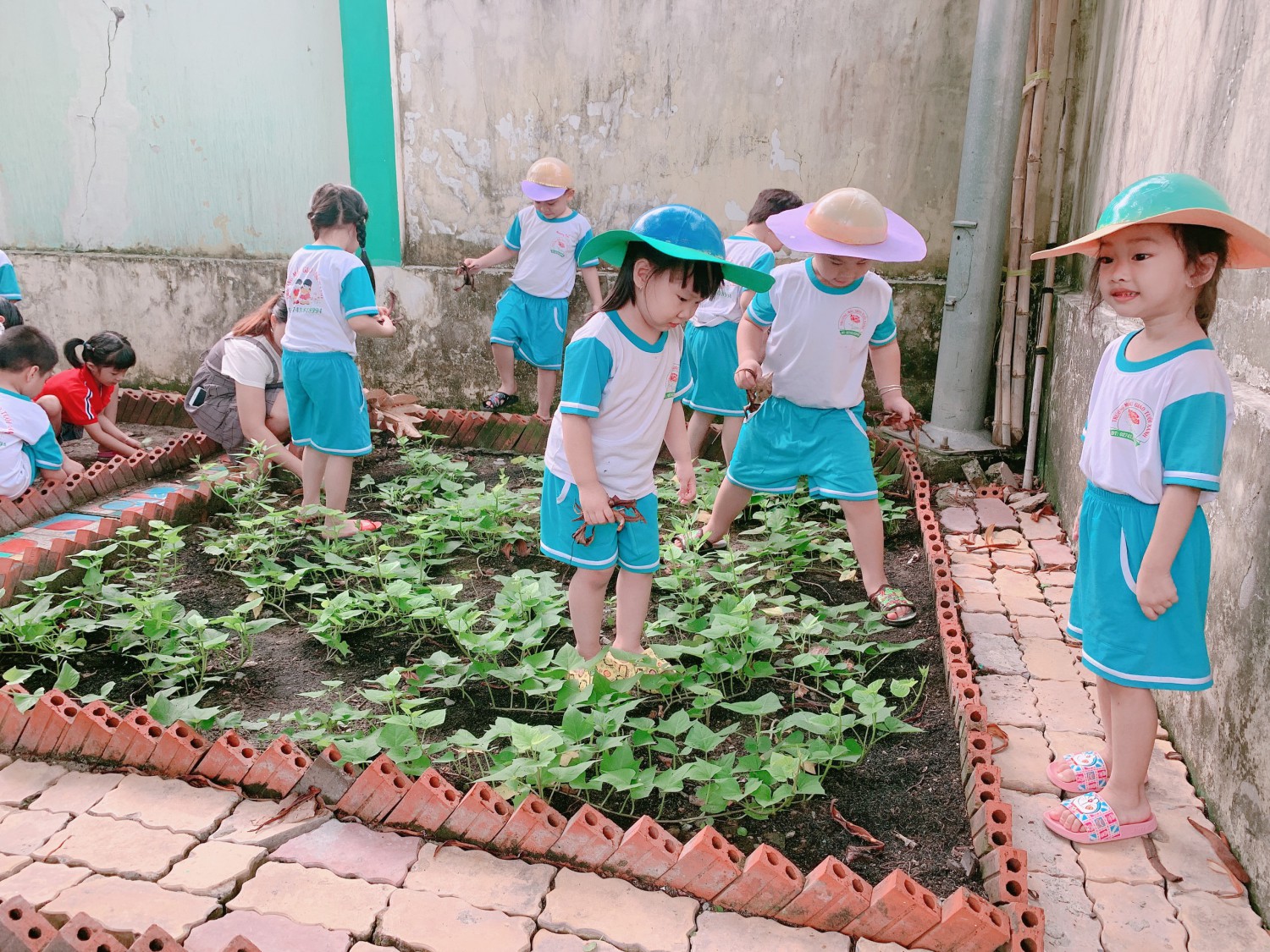 Vườn rau của bé